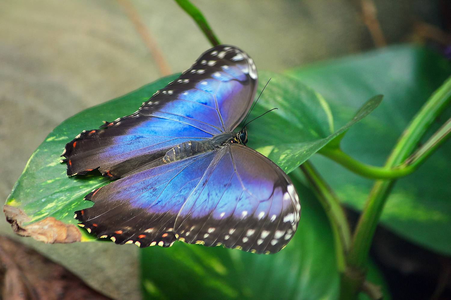 бабочка, морфо пелеида, morpho peleides, КарОл