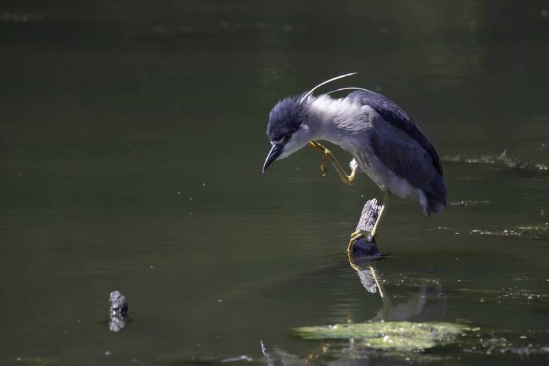 Night heron фото превью