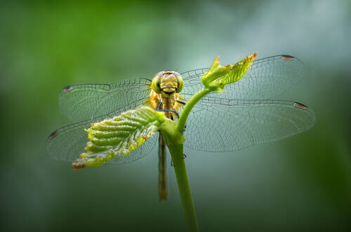 The gatekeeper