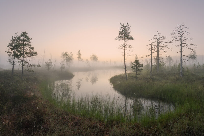 болоталенинградскойобласти, болота, туман, swamp, bog Туманное теплое утро на болоте фото превью