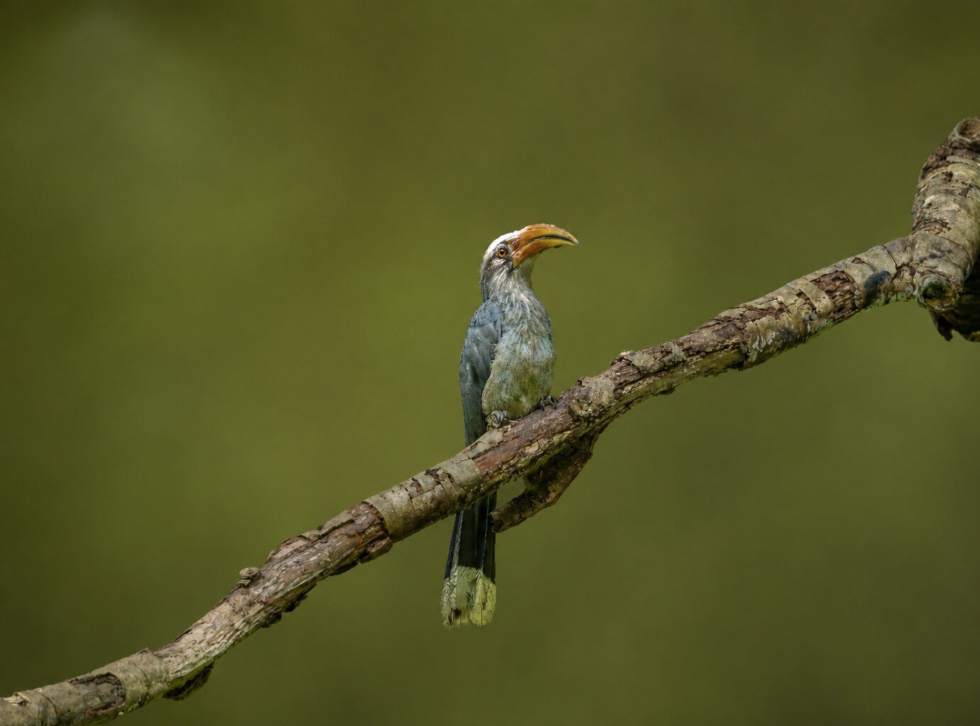 , Pramod Bayya