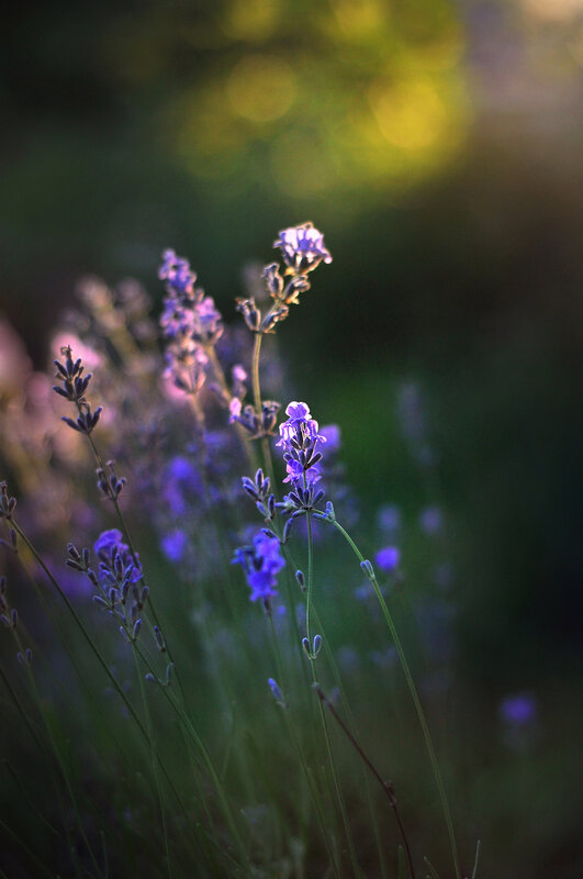 лето, июль, лаванда, вечерний свет, сад, природа, заходящее солнце, nature, summer flowers, evening, light, shadow Лавандовый вечер  фото превью