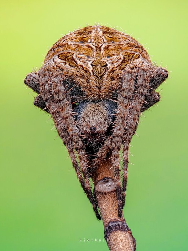 An orb weaver