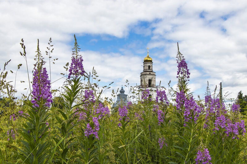 иван-чай, великорецкое, лето, церкви Иван чай цветет фото превью