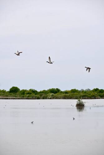 Fly