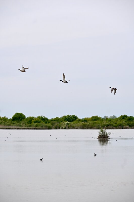 Fly, Bird, Oche, Wild, Wildphotography, Photography, Lagoon, Animal, Nature Fly фото превью