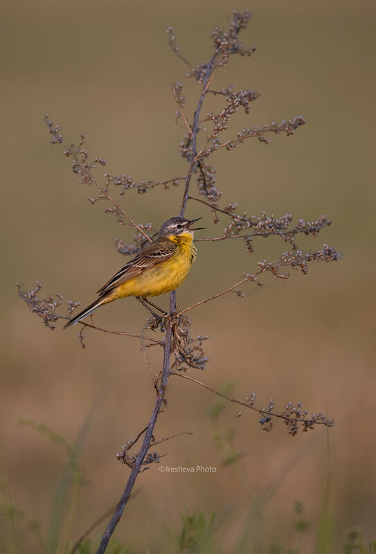 Желтая трясогузка, Yellow wagtail, Птицы Желтая трясогузка фото превью