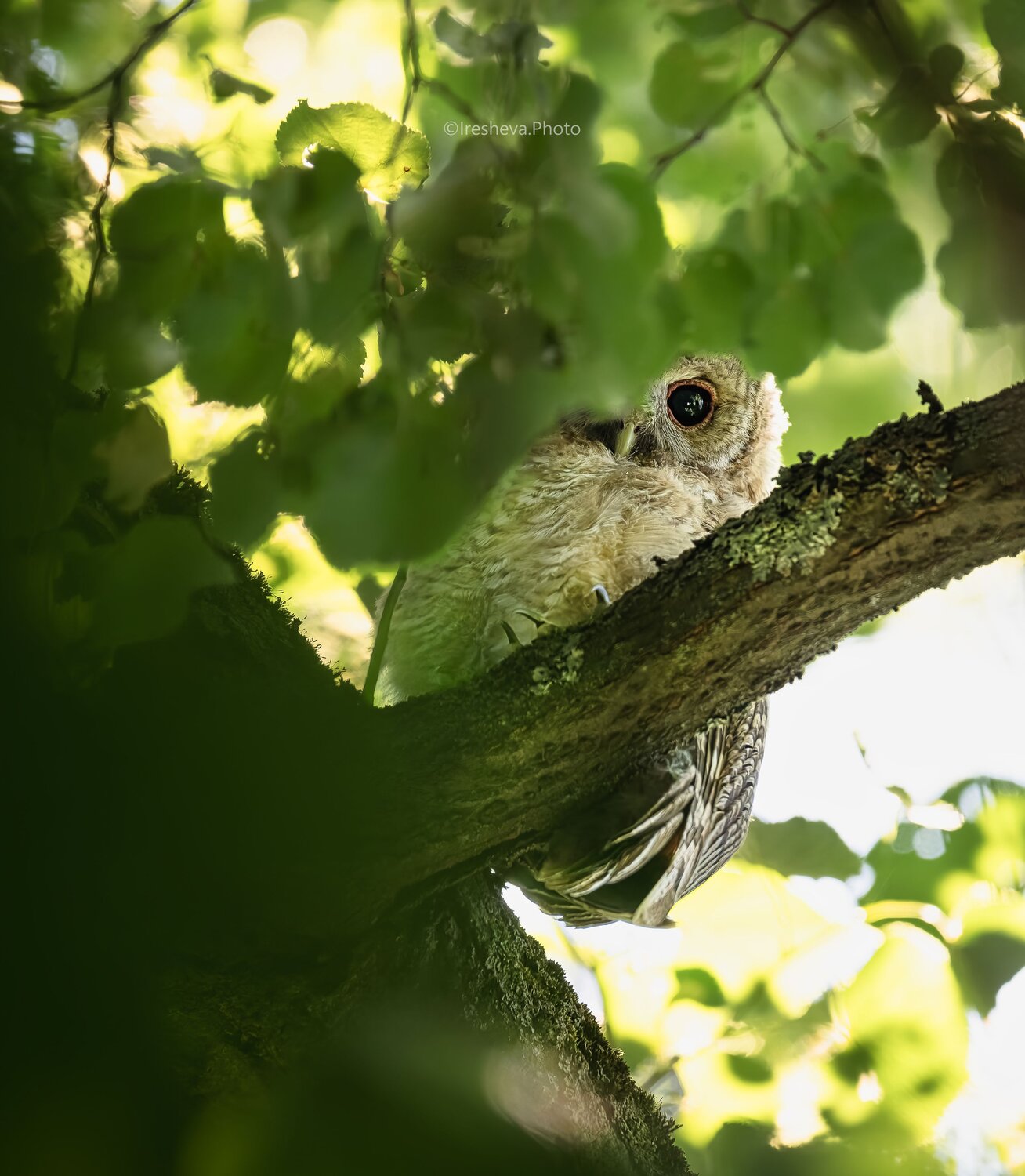 Слёток, Серая неясыть, Tawny owl, Owl, Сова, Ирешева Мария
