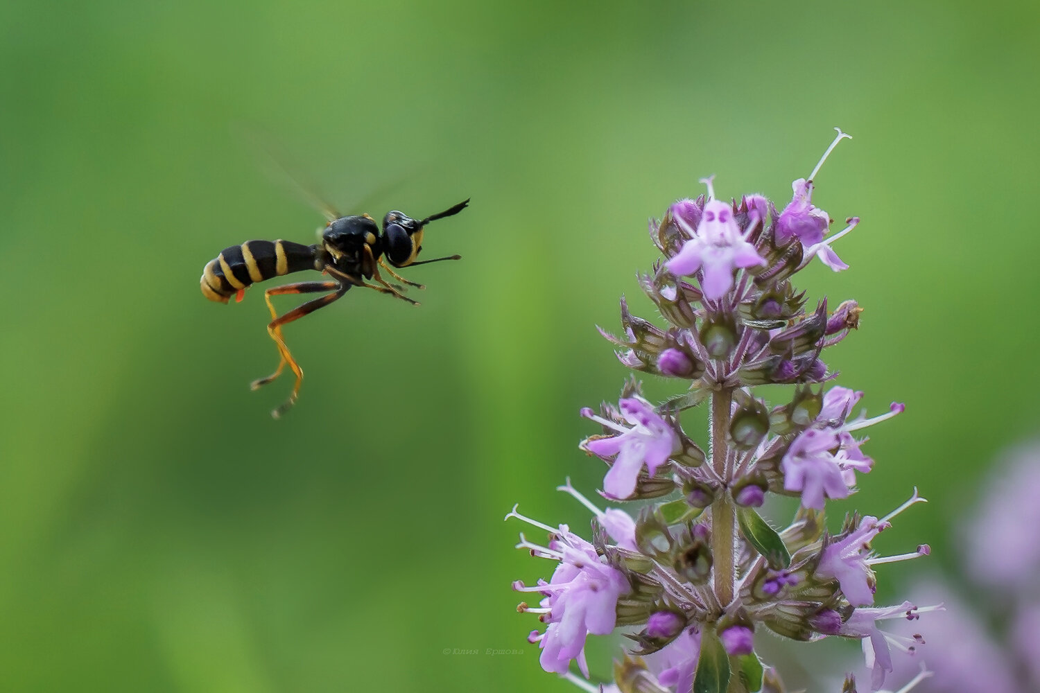 муха, большеголовка четырёхполосая, conops quadrifasciatus, полёт, макро, macro, Ершова Юлия