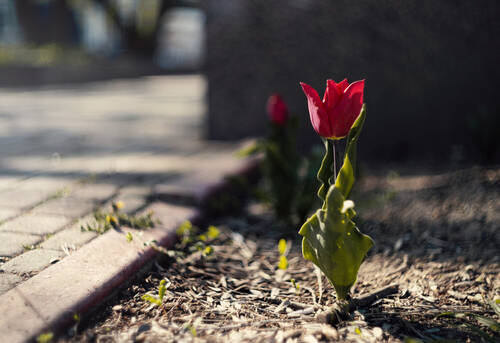 Легенды апрельских тюльпанов.