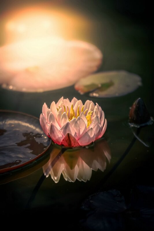 макро, macro, кувшинка, нимфея, лето, summer Нимфея фото превью