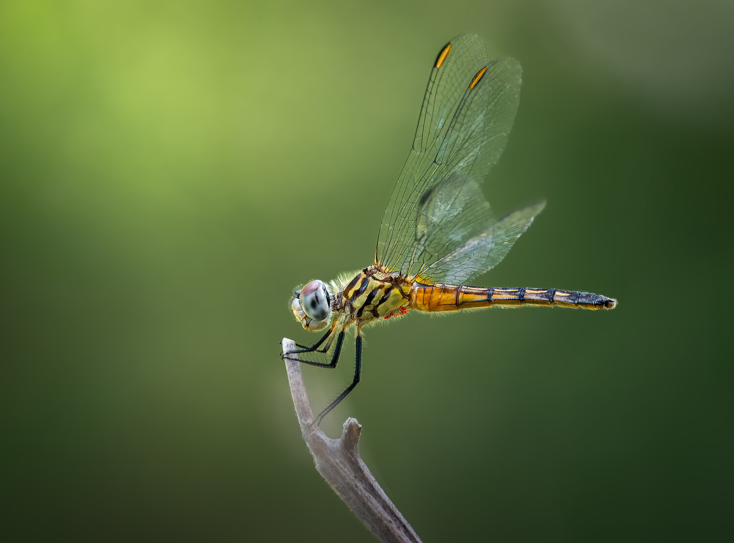 dragonfly, insect, macro, damselfly, Atul Saluja