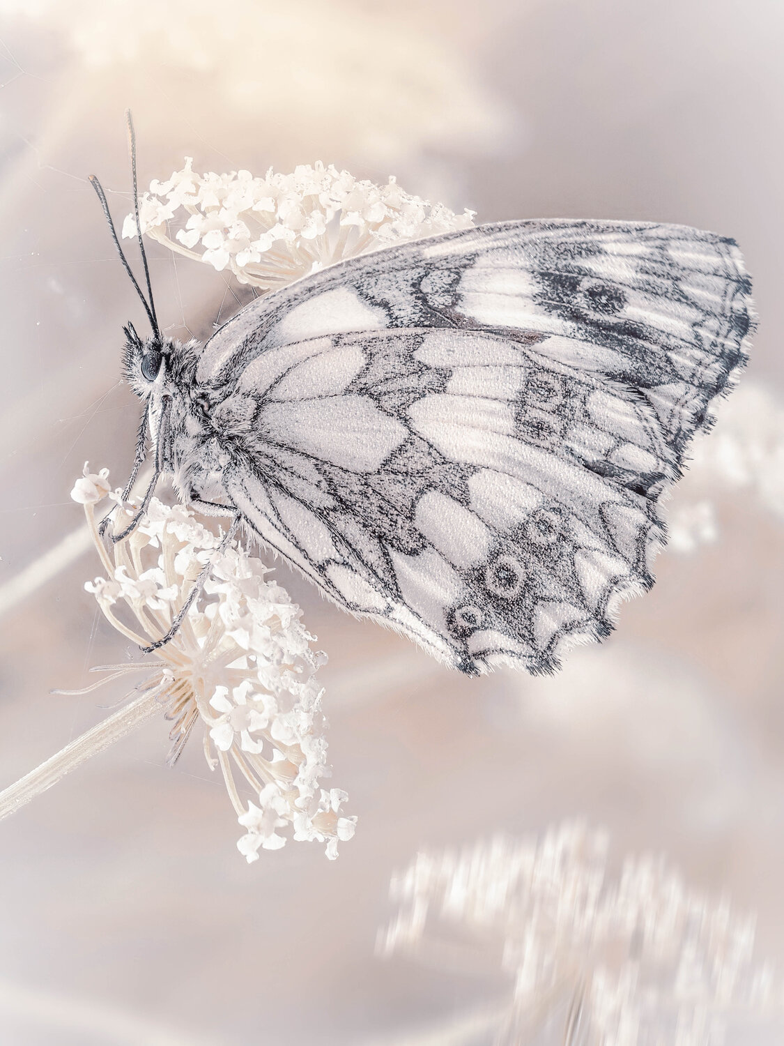 , Lapshina Vladlena