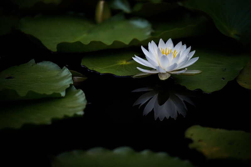 A sense of immersion in nature фото превью