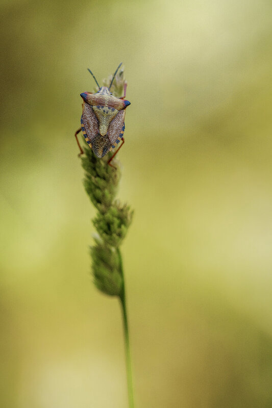 Bedbug фото превью