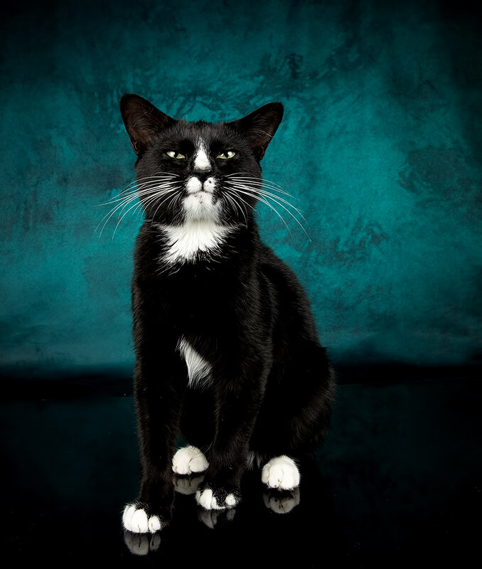 cat, kitten, кот, котенок, домашнии питомцы, black cat, black kitten, черный кот, черный котенок Black Kitten, Timka - Чёрный котенок фото превью