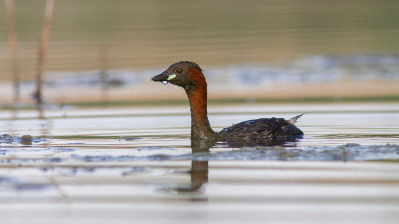 малая поганка, tachybaptus ruficollis, little grebe, grebe, wildlife, nature, bird, birdwatching, lake, озеро, природа, птица, птицы калининградской области Только что вынырнула фото превью