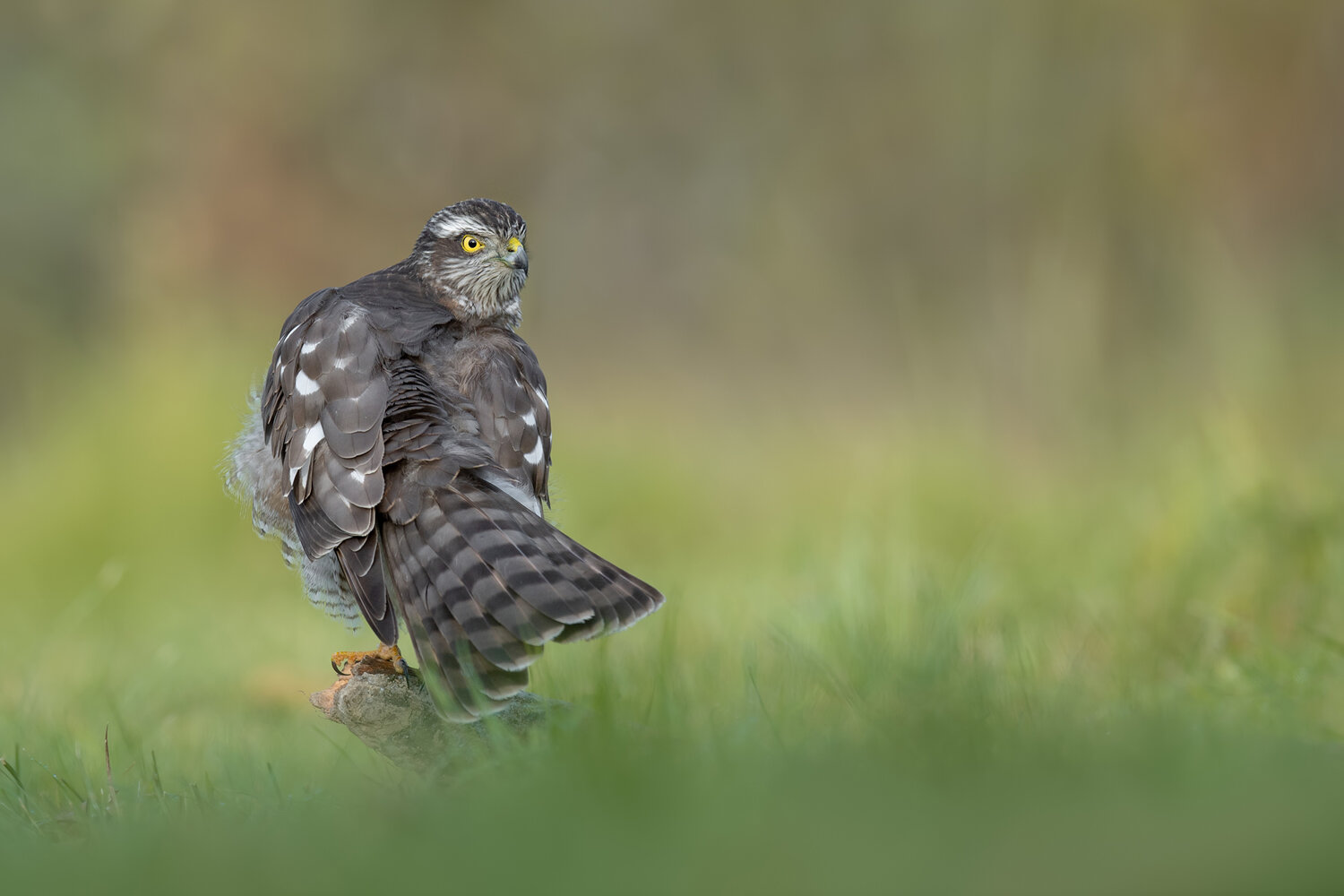 eurasian sparrowhawk, sparrowhawk, accipiter nisus, bird of prey, raptor, hawk, wildlife, bird, predator, avian, woodland, forest, nature, perched, portrait, bird portrait, feathers, plumage, tail feathers, yellow eye, alert, looking back, hunting bird, w, Damian Kwasek