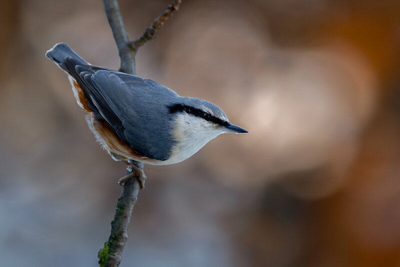 eurasian nuthatch, nuthatch, sitta europaea, bird, songbird, woodland bird, forest bird, wildlife, nature, perched, branch, forest, woodland, passerine, avian, feathers, plumage, bird portrait, wildlife photography, bird photography, close up, natural hab Eurasian Nuthatch in Soft Light фото превью