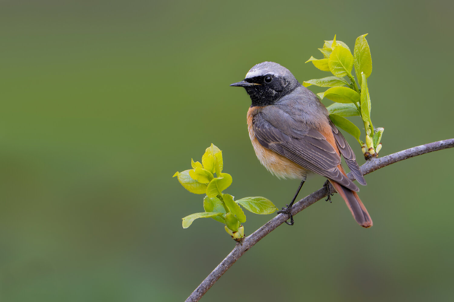 common redstart, redstart, phoenicurus phoenicurus, bird, songbird, passerine, wildlife, nature, spring, spring leaves, fresh leaves, green background, branch, perched, woodland bird, forest bird, migratory bird, bird portrait, wildlife photography, bird , Damian Kwasek