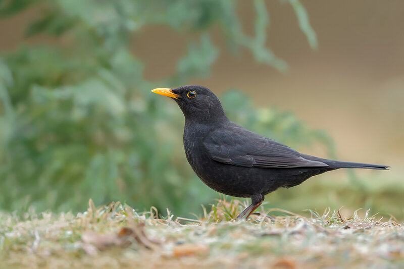 common blackbird, blackbird, turdus merula, male blackbird, songbird, passerine, bird, wildlife, nature, bird portrait, wildlife photography, bird photography, forest floor, woodland, forest bird, european bird, wild bird, black plumage, yellow beak, oran Common Blackbird Standing on the Forest Floor фото превью