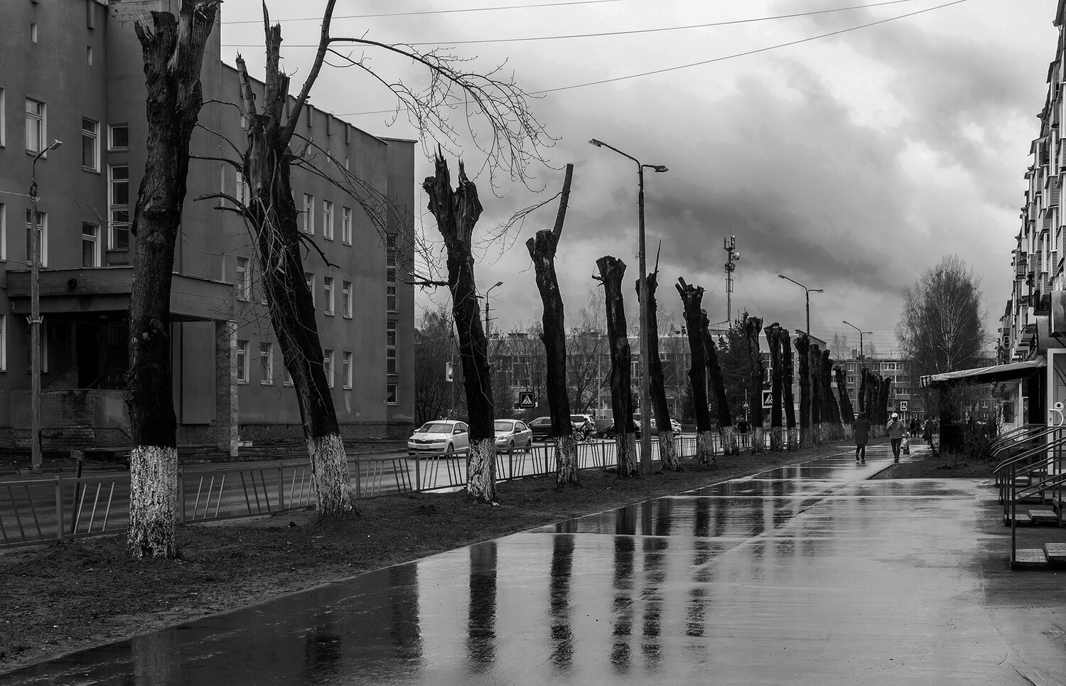 улица, тополь, стрижка, город, Анкудинов Леонид