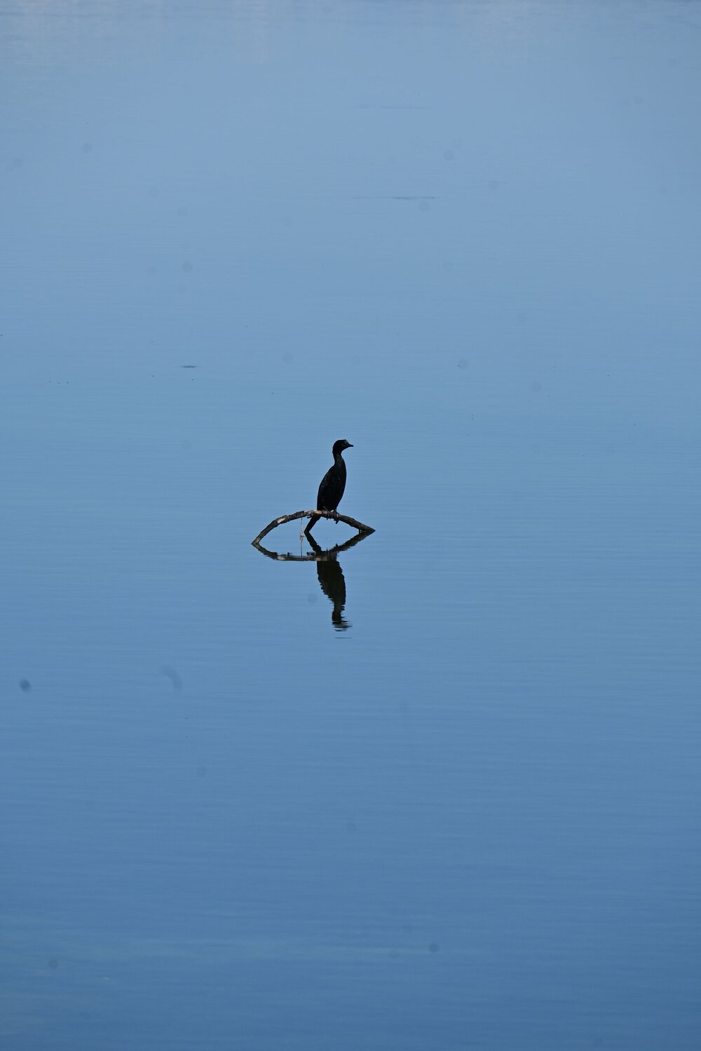 Cormorano. Автор: Maria Vittoria Amoruso Bird, Cormorano, Wild, Wildphotography, Photography, Animal, Sea, Nature, Maria Vittoria Amoruso