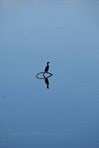 Cormorano