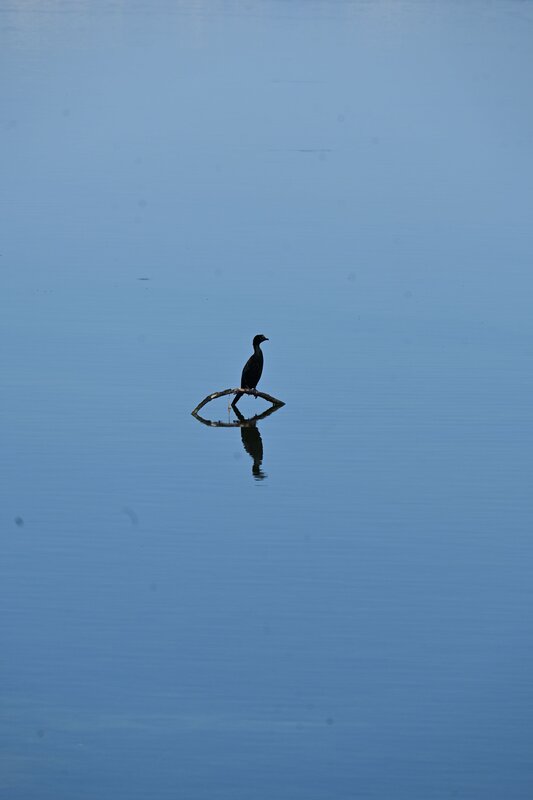 Bird, Cormorano, Wild, Wildphotography, Photography, Animal, Sea, Nature Cormorano фото превью