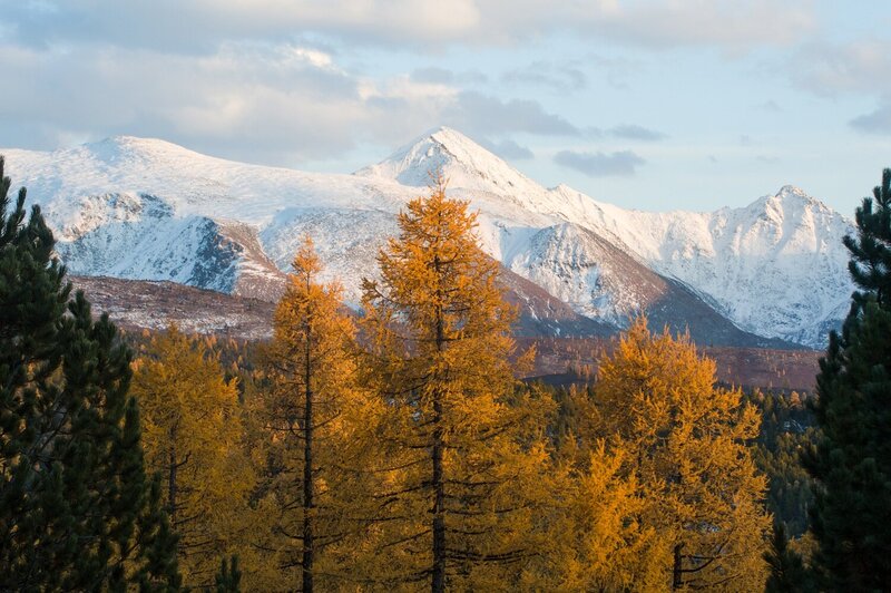 алтай, улаганский перевал, осень, снежные горы, листвнница, кедр  фото превью