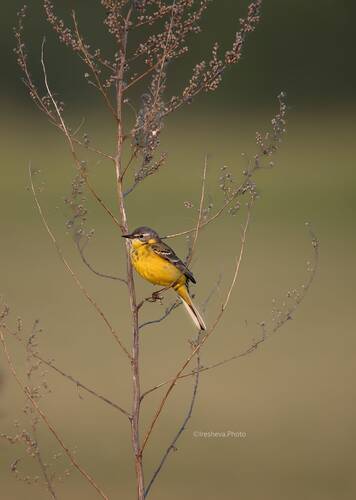 Yellow wagtail