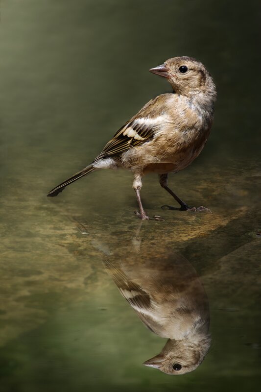 Зяблик (Fringilla coelebs) фото превью