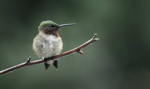 The watchful perch