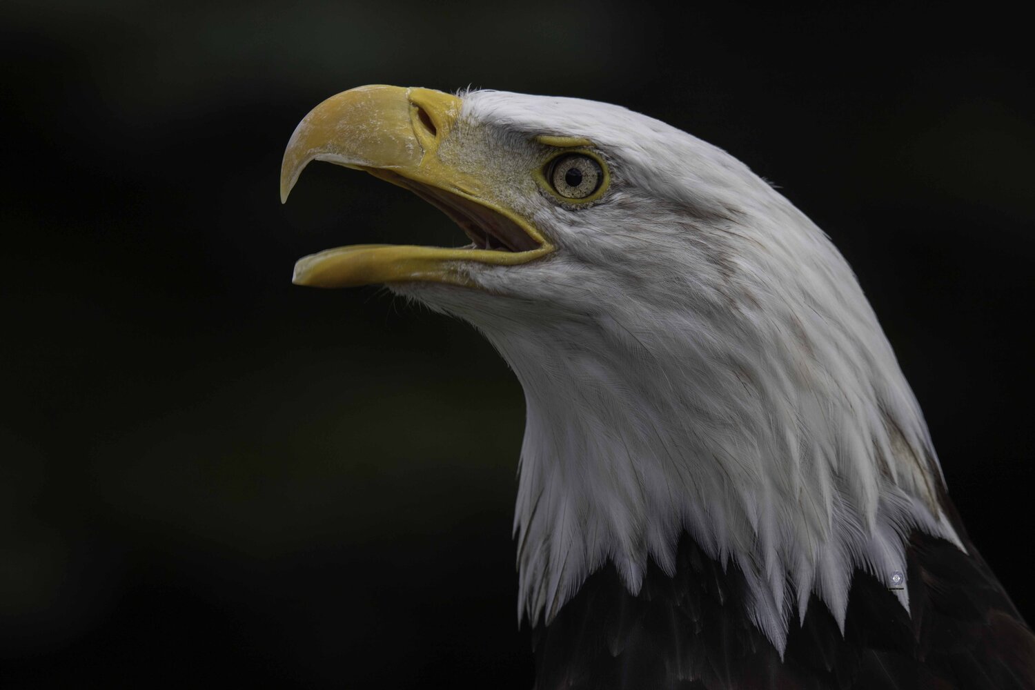 Bald eagle. Автор: Ali Pashang , Ali Pashang