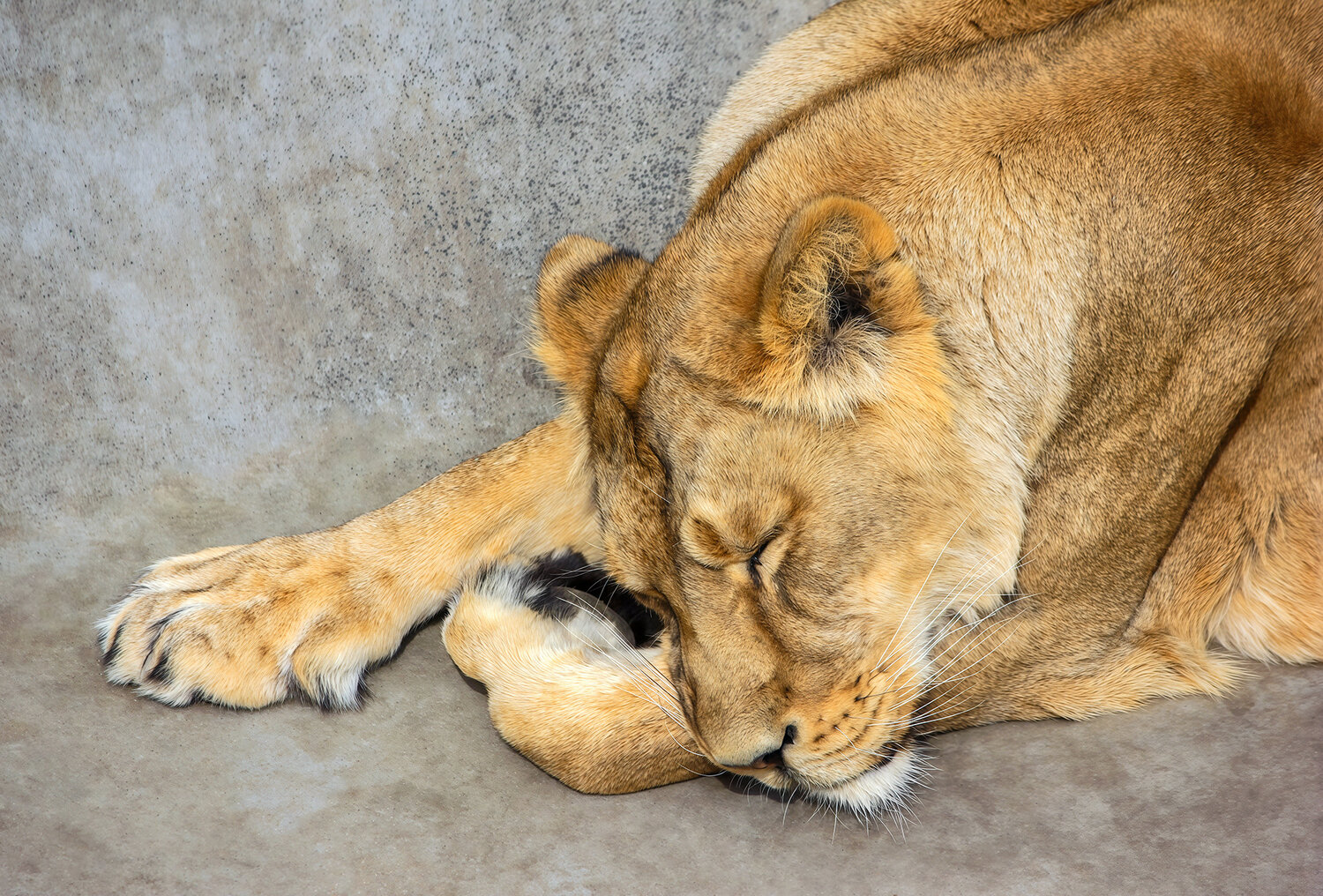 лев, львица, panthera leo, КарОл