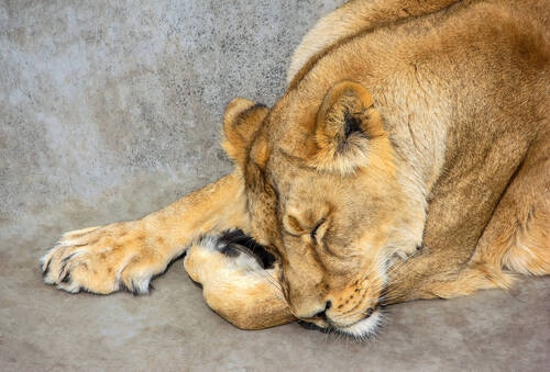Panthera leo