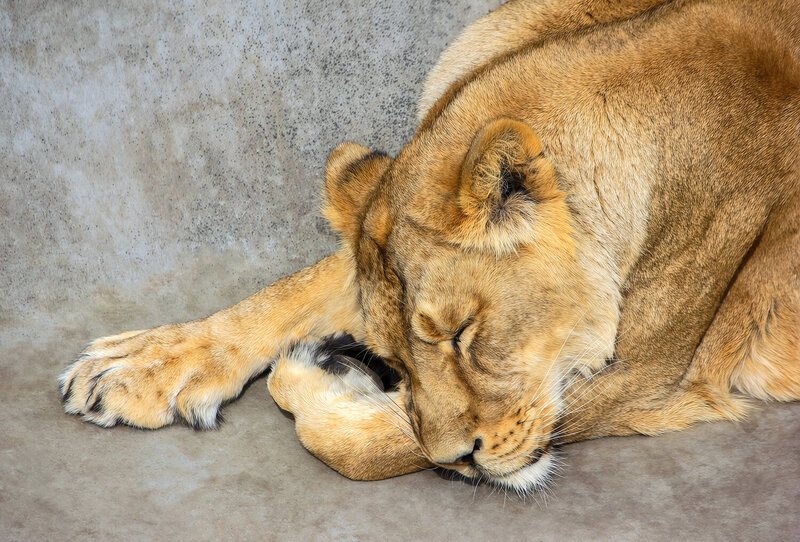 лев, львица, panthera leo Panthera leo фото превью
