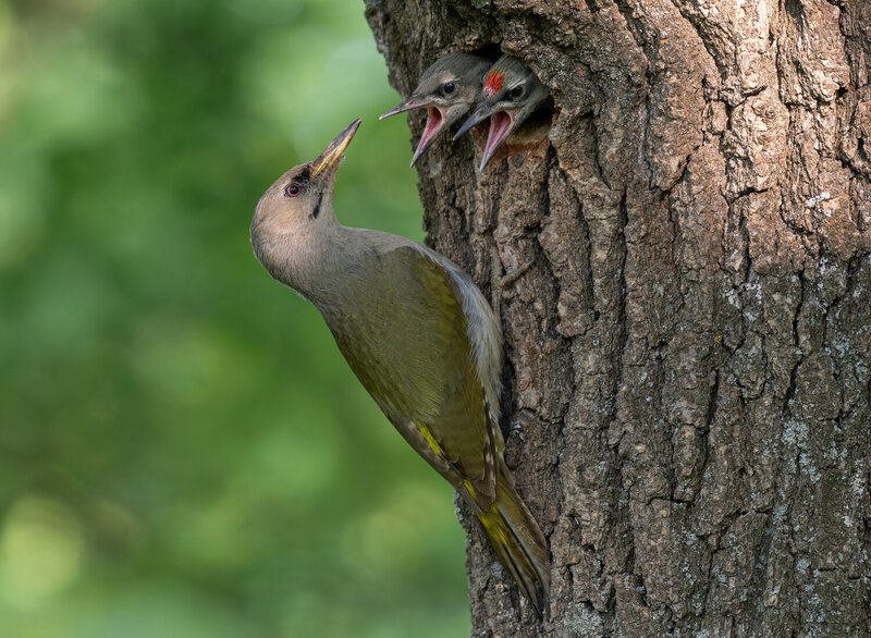 птицы, седой дятел, птенцы, фотоохота, birds Есть хотим! фото превью
