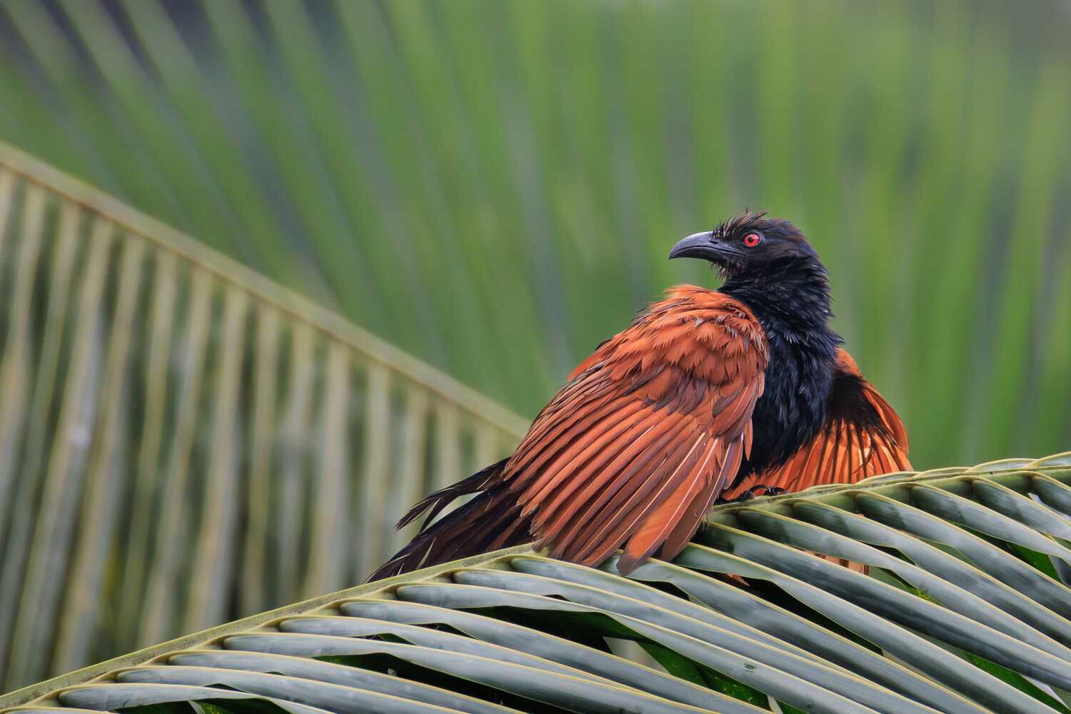 птицы, большой кукаль, шпорцевая кукушка, фотоохота, greater coucal, шри ланка, Николай Попов