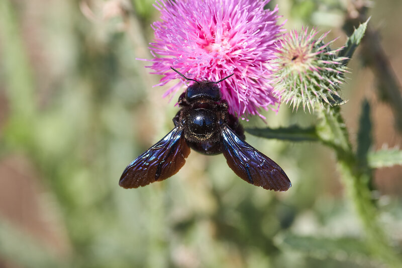 Xylocopa valga, пчела-плотник Xylocopa valga фото превью