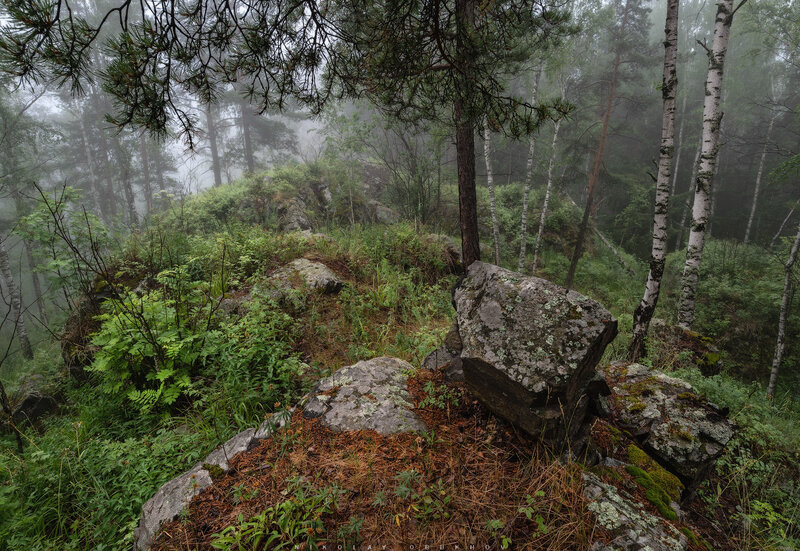In the Misty Forest / В туманном лесу фото превью
