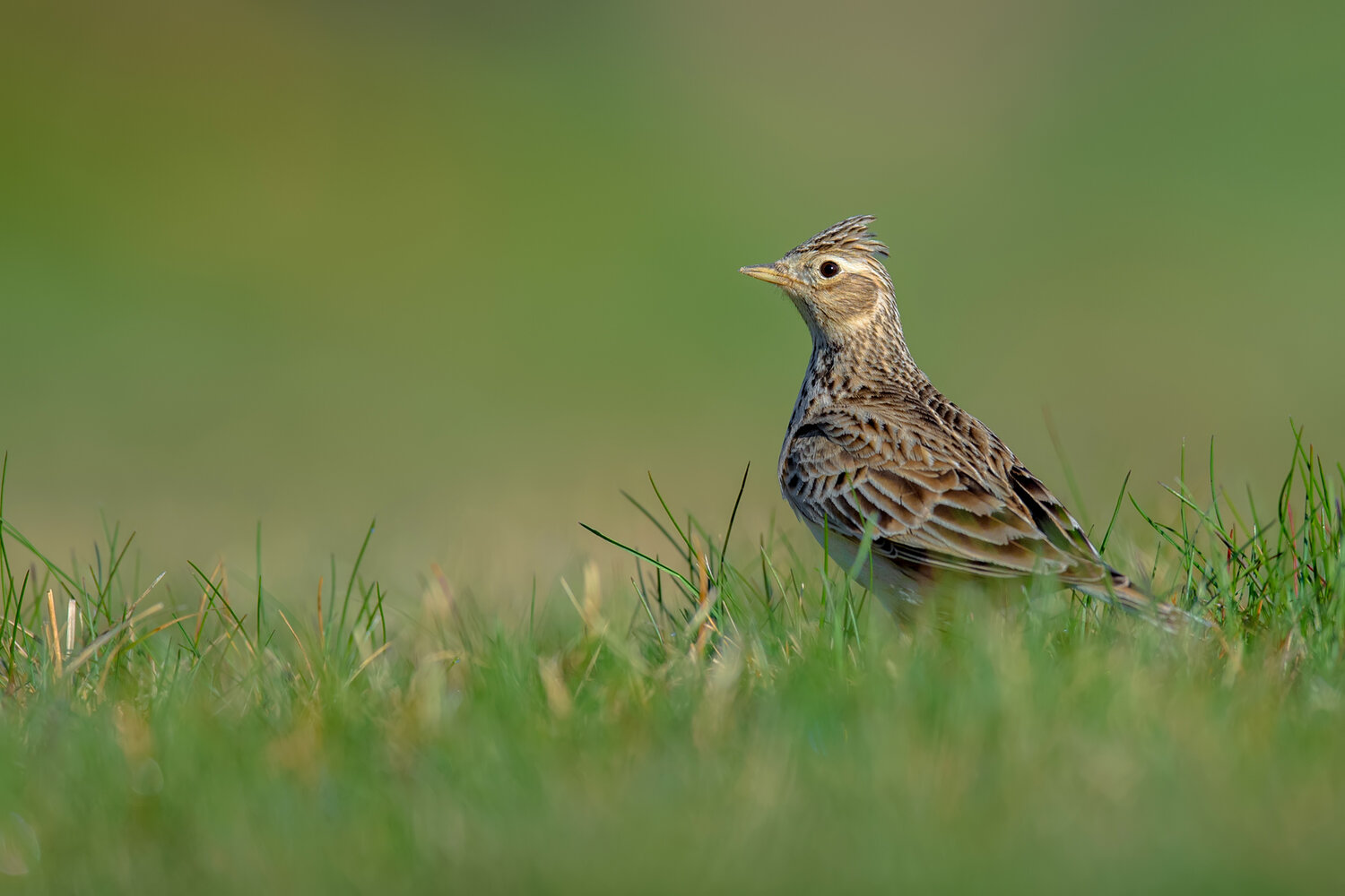 eurasian skylark, skylark, alauda arvensis, bird, songbird, passerine, wildlife, nature, bird portrait, wildlife photography, bird photography, grassland, meadow, farmland, field bird, european bird, wild bird, standing bird, ground bird, feathers, plumag, Damian Kwasek