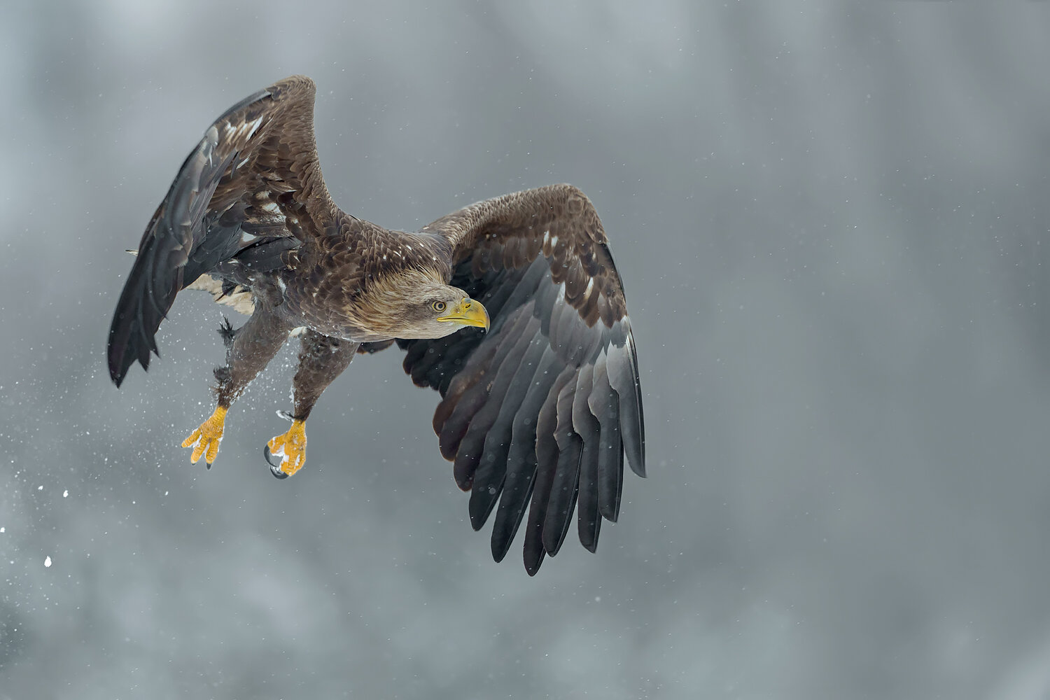 white-tailed eagle, eagle, haliaeetus albicilla, bird of prey, raptor, eagle in flight, flying eagle, takeoff, landing, wings spread, wildlife, wildlife photography, bird photography, nature, predator, majestic bird, powerful bird, large raptor, european , Damian Kwasek
