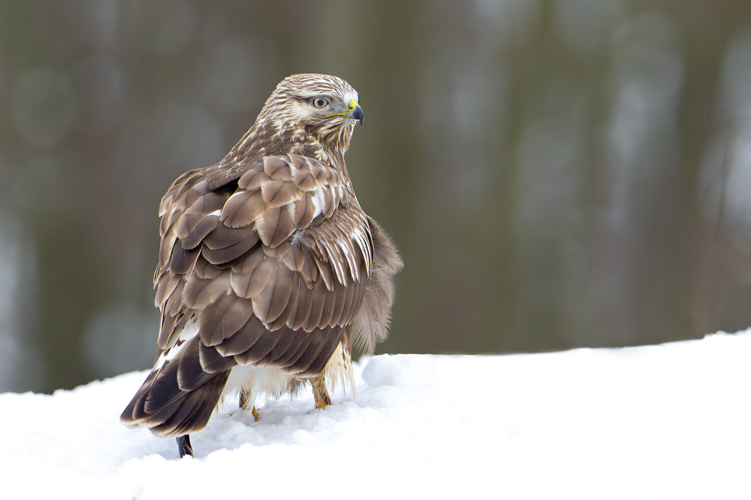 rough-legged buzzard, rough legged buzzard, buteo lagopus, buzzard, bird of prey, raptor, wildlife, wildlife photography, bird photography, bird portrait, winter, snow, snowy landscape, winter wildlife, northern bird, feathers, plumage, detailed feathers,, Damian Kwasek