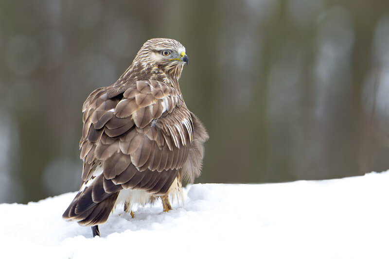 rough-legged buzzard, rough legged buzzard, buteo lagopus, buzzard, bird of prey, raptor, wildlife, wildlife photography, bird photography, bird portrait, winter, snow, snowy landscape, winter wildlife, northern bird, feathers, plumage, detailed feathers, Rough-legged Buzzard Looking Back in Winter Snow фото превью