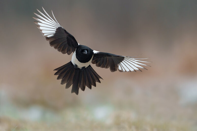 Eurasian Magpie Flying with Wings Fully Spread фото превью