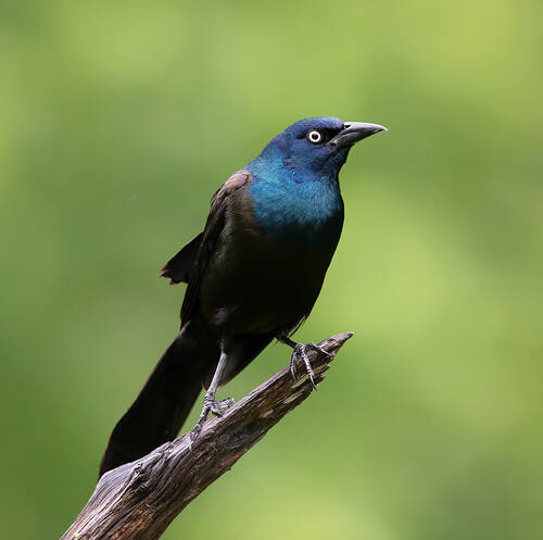 Common Grackle - Обыкновенный Гракл