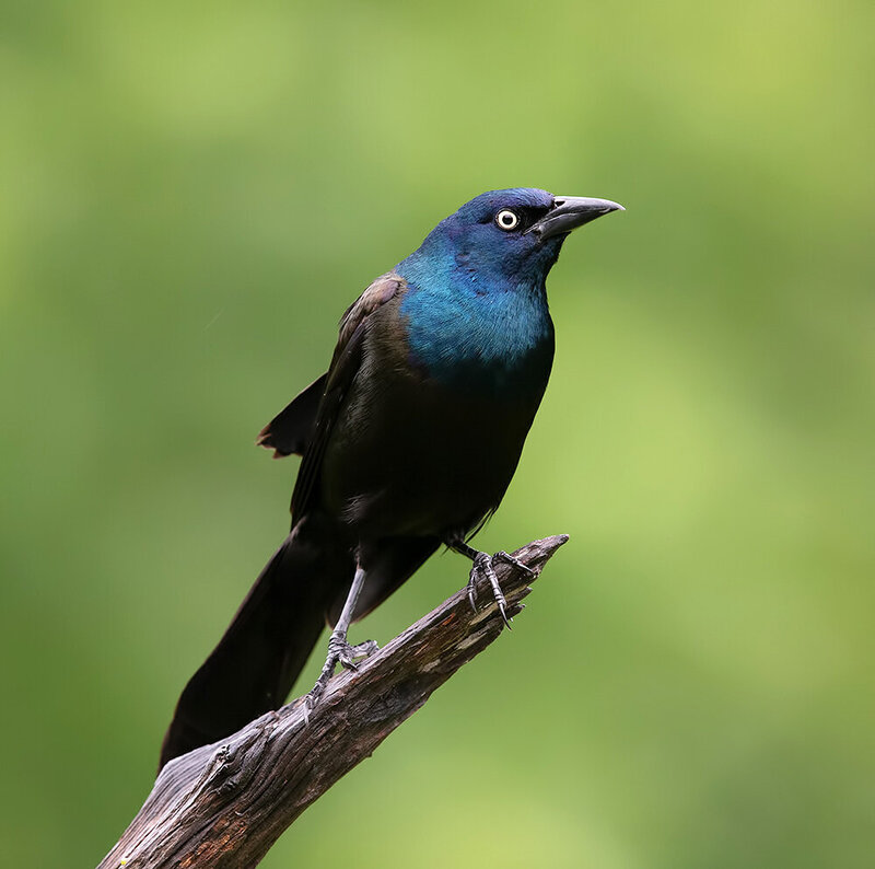 common grackle, grackle, гракл, врановые, птицы, birds, wild, blackbird Common Grackle - Обыкновенный Гракл фото превью