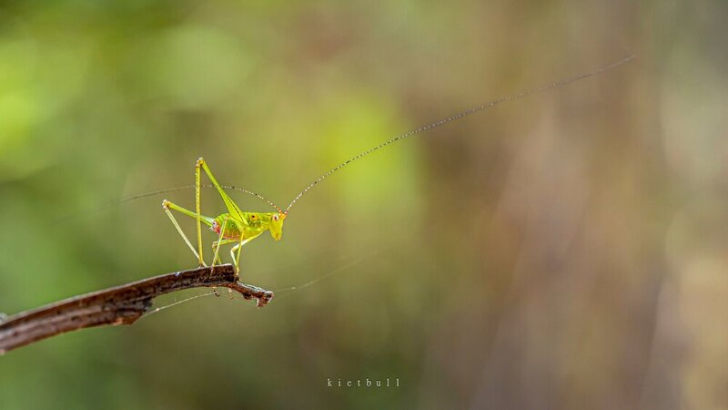 A young katydid фото превью