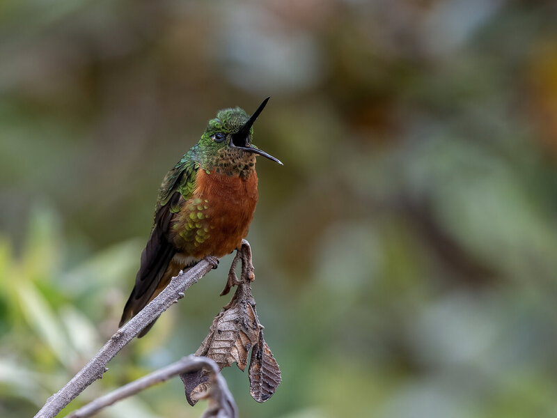 Chestnut-breasted Coronet фото превью
